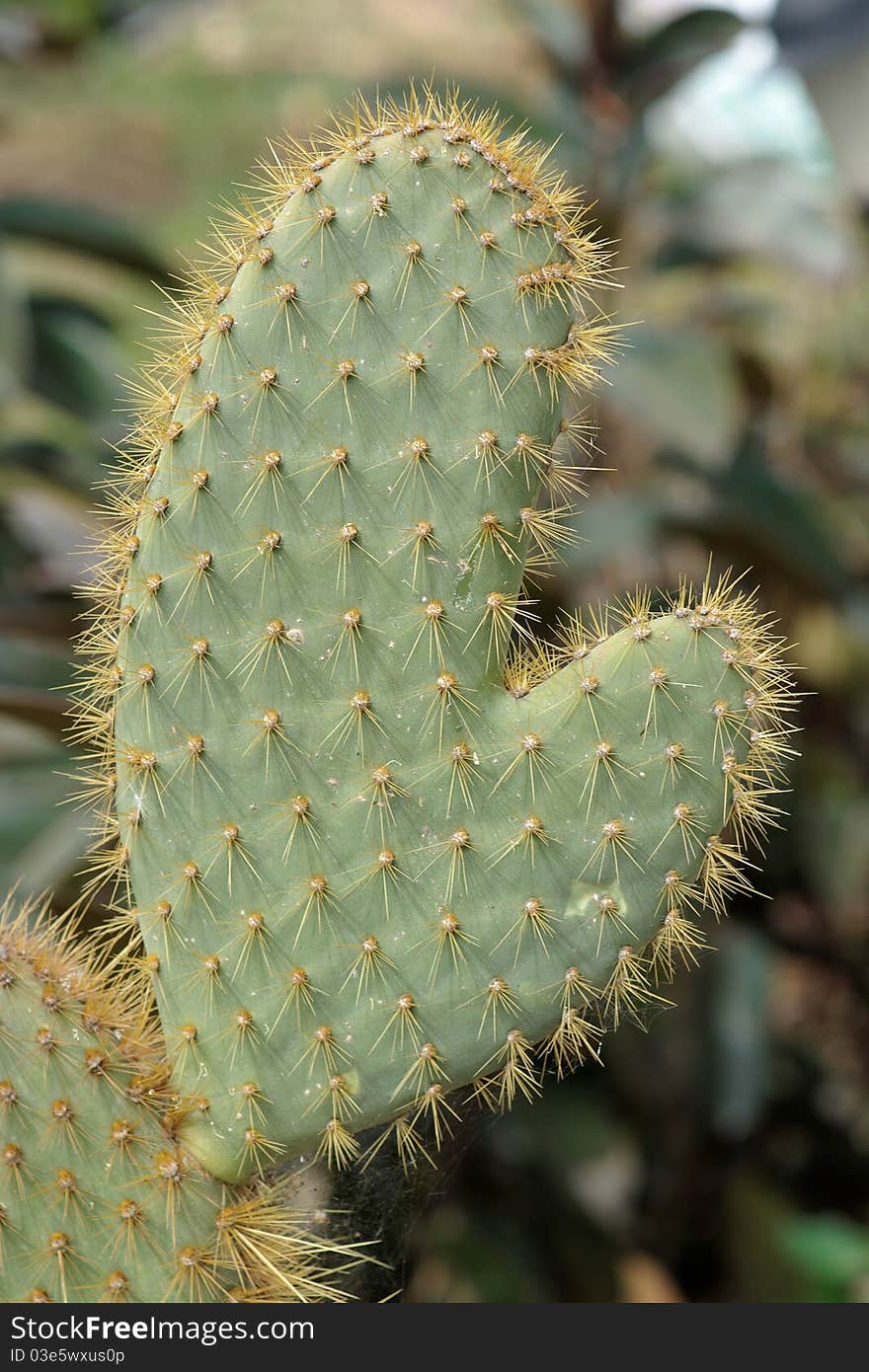 Funny cactus in shape of hand or mitten closeup