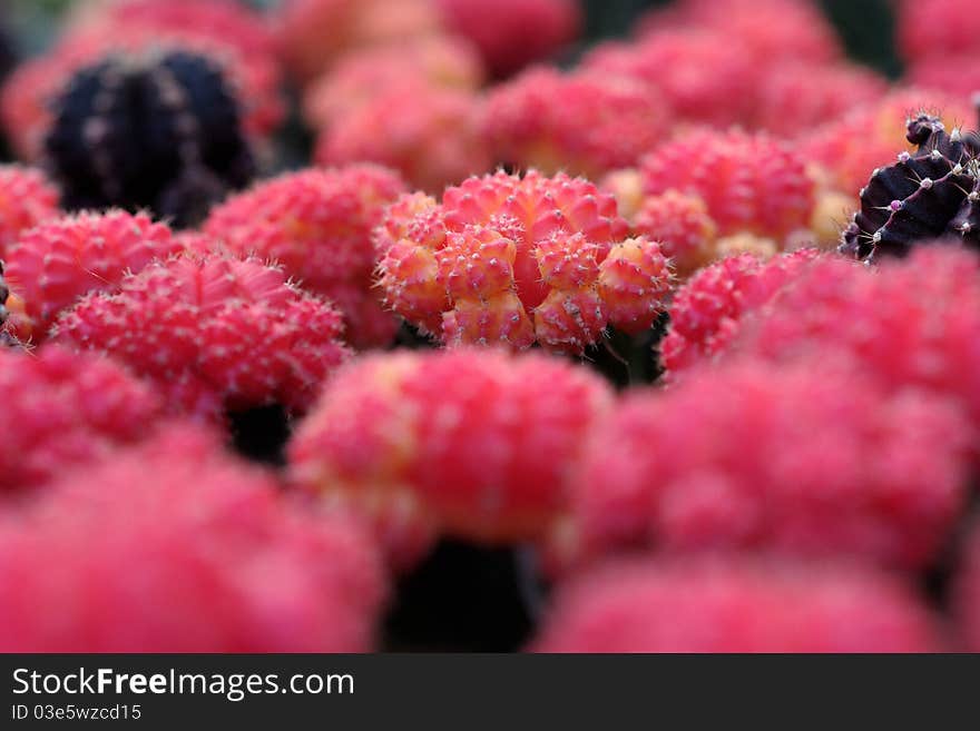 Red cacti, shallow DOF