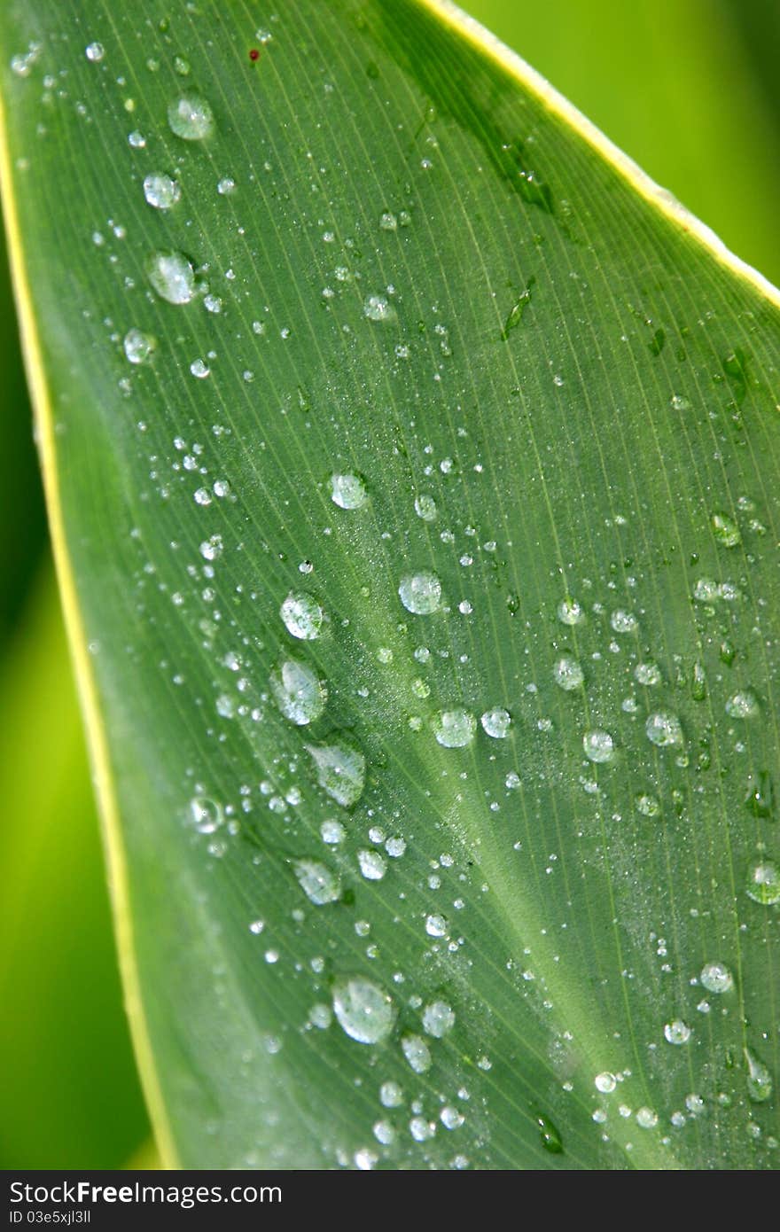 Green Nature Raindrops