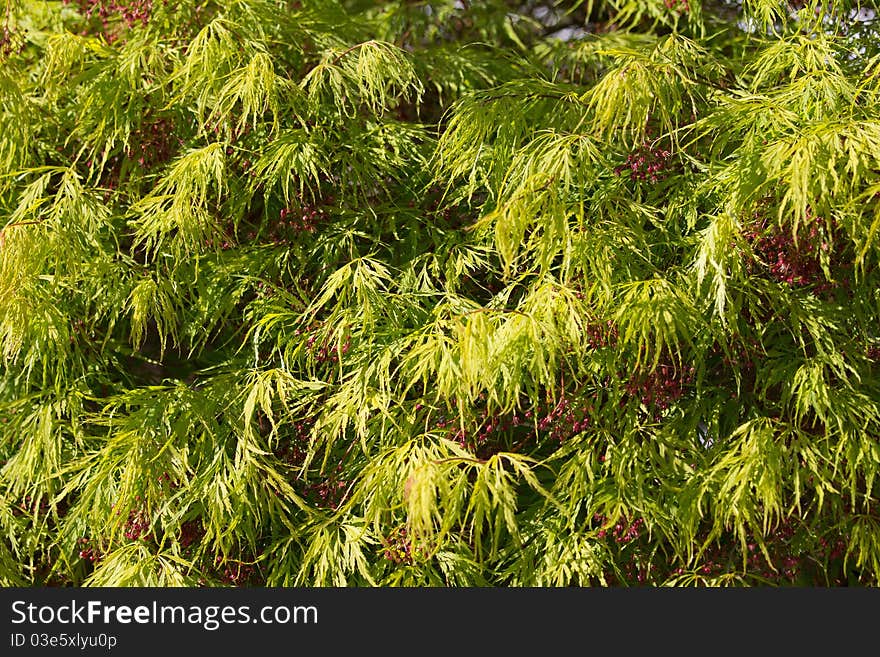 Foliage from a bush in England.