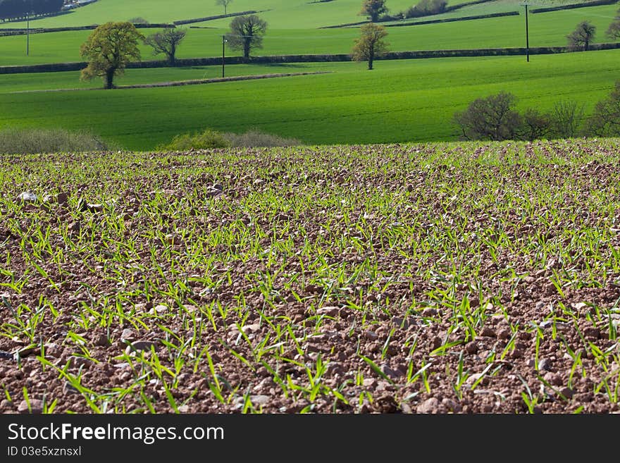 English Field