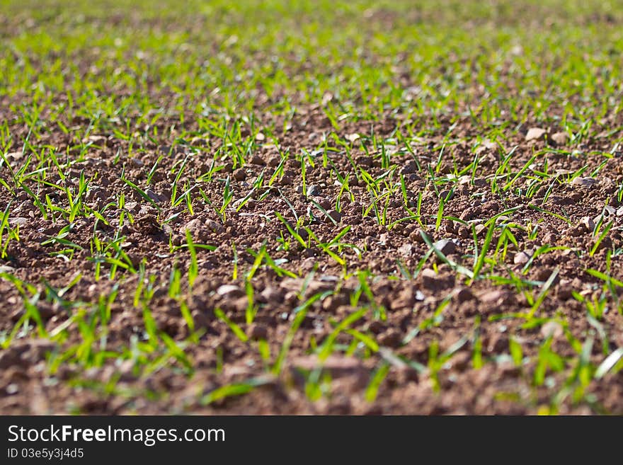 Spring Field