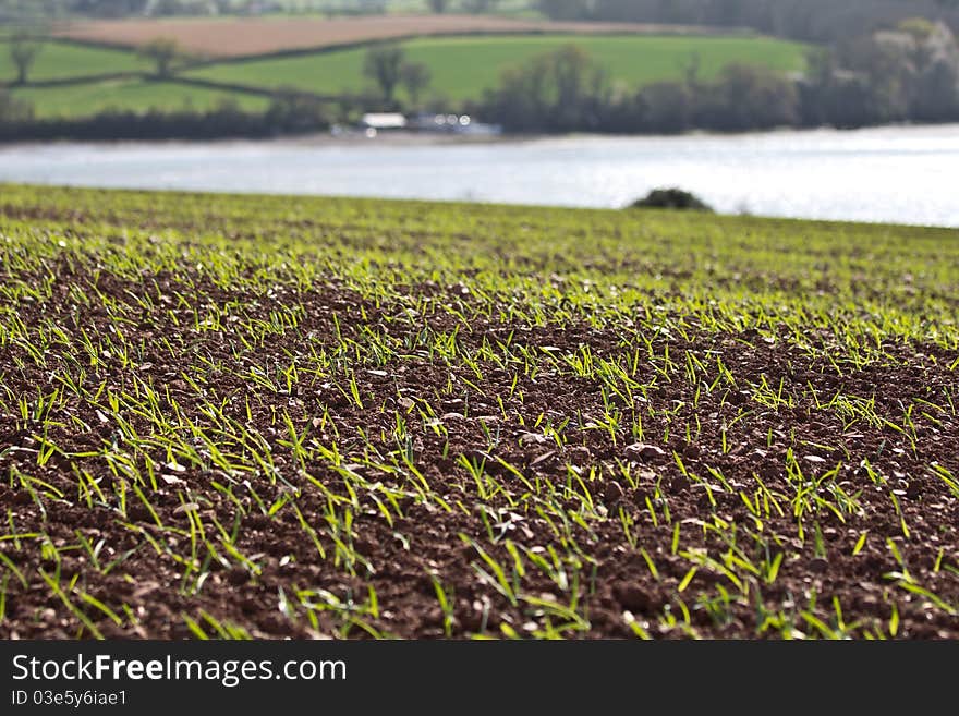 A field with a crop growing in England. A field with a crop growing in England.