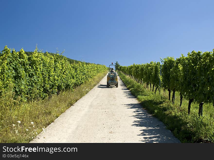 Vineyard with worker on machine. Vineyard with worker on machine