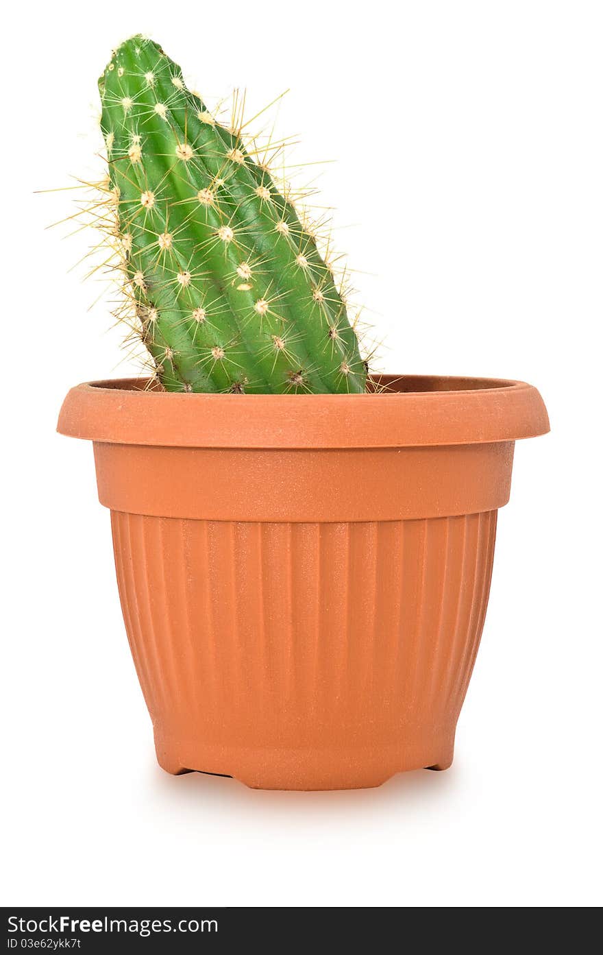 Cactus in a pot. Isolated on white background