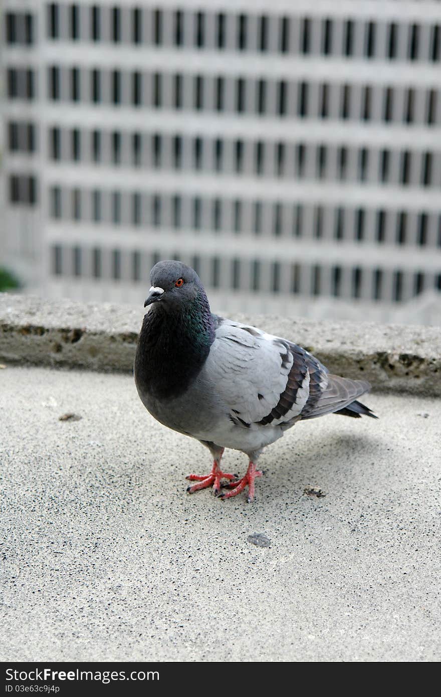 Corporate pigeon