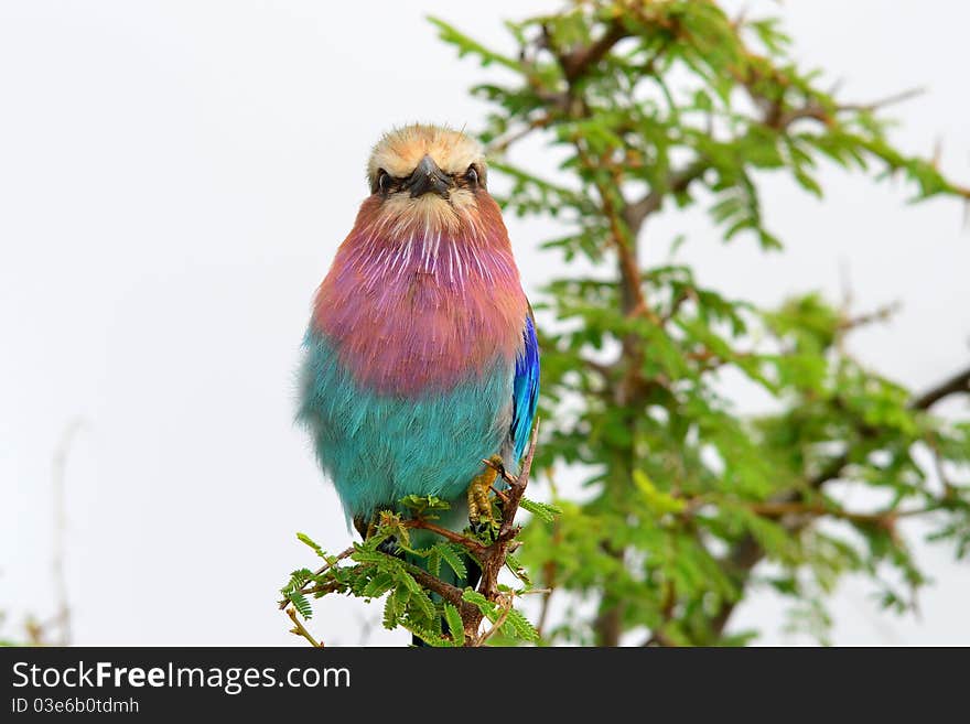 Lilac-breasted roller