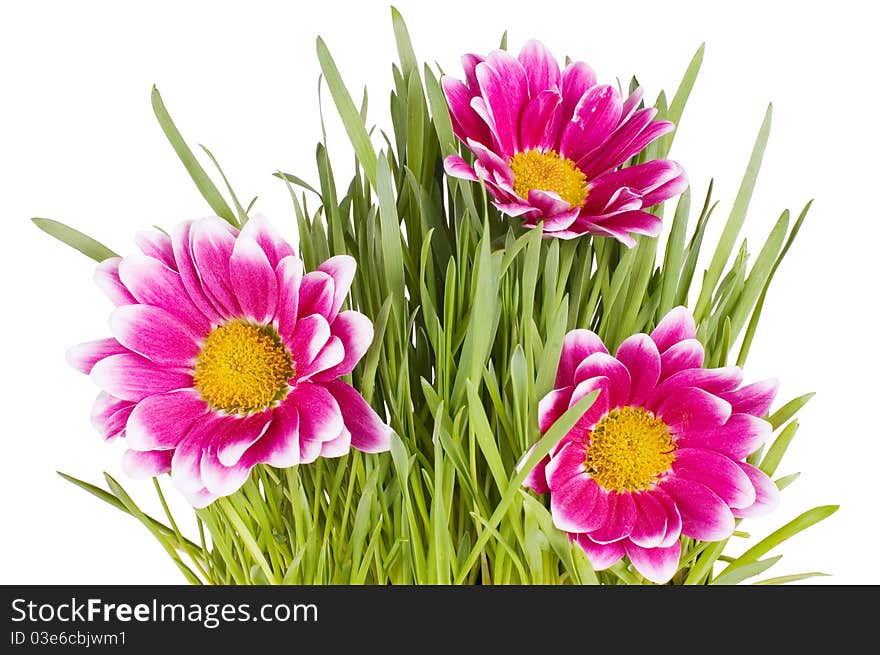 Green grass with pink on white. Green grass with pink on white