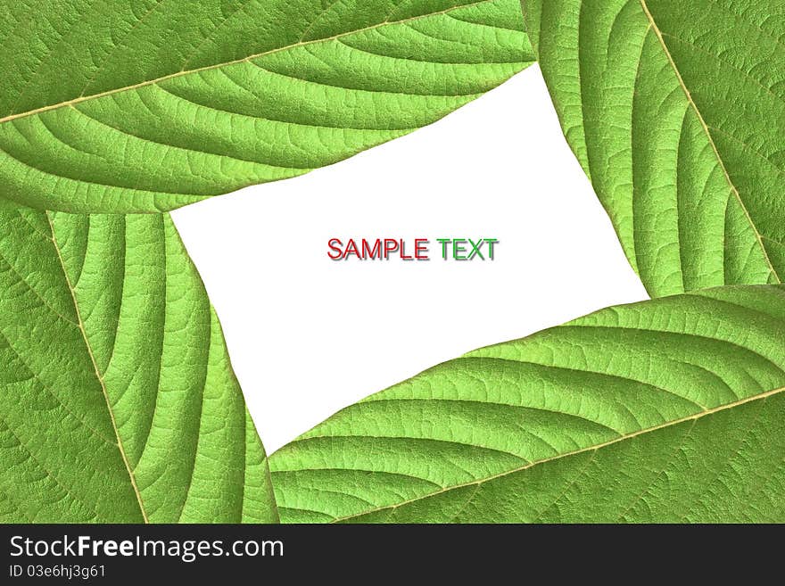 Green lush leaf isolated on white background. Green lush leaf isolated on white background