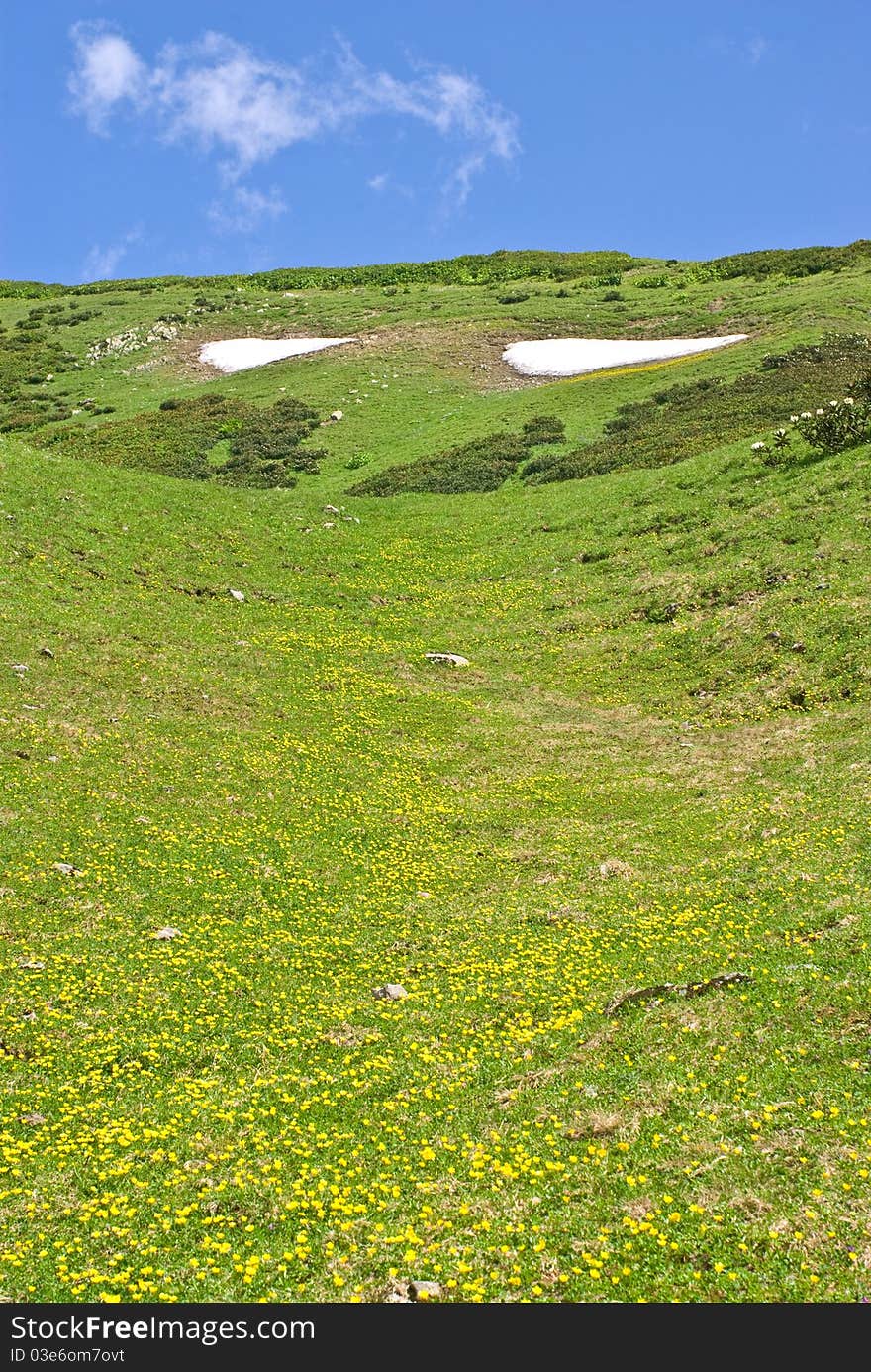 Summer Snow on the Alpine meadow