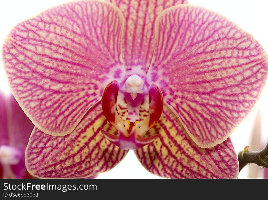 Beautiful pink orchid close-up