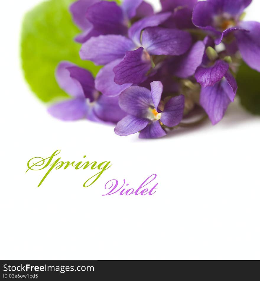 Spring violet flowers