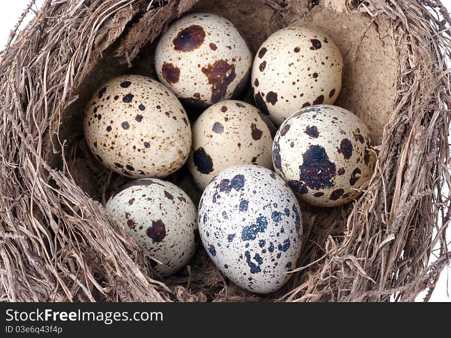 A nest with six eggs