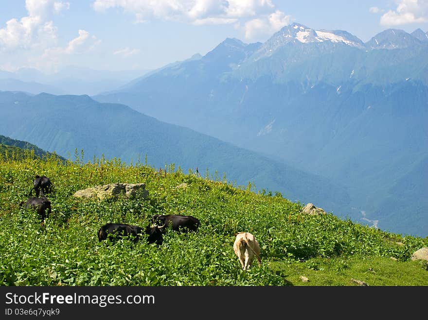 Cows on the Alpine meadow