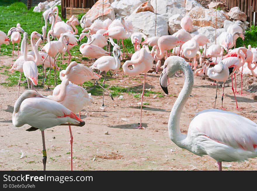 A group of pink flamingos standing