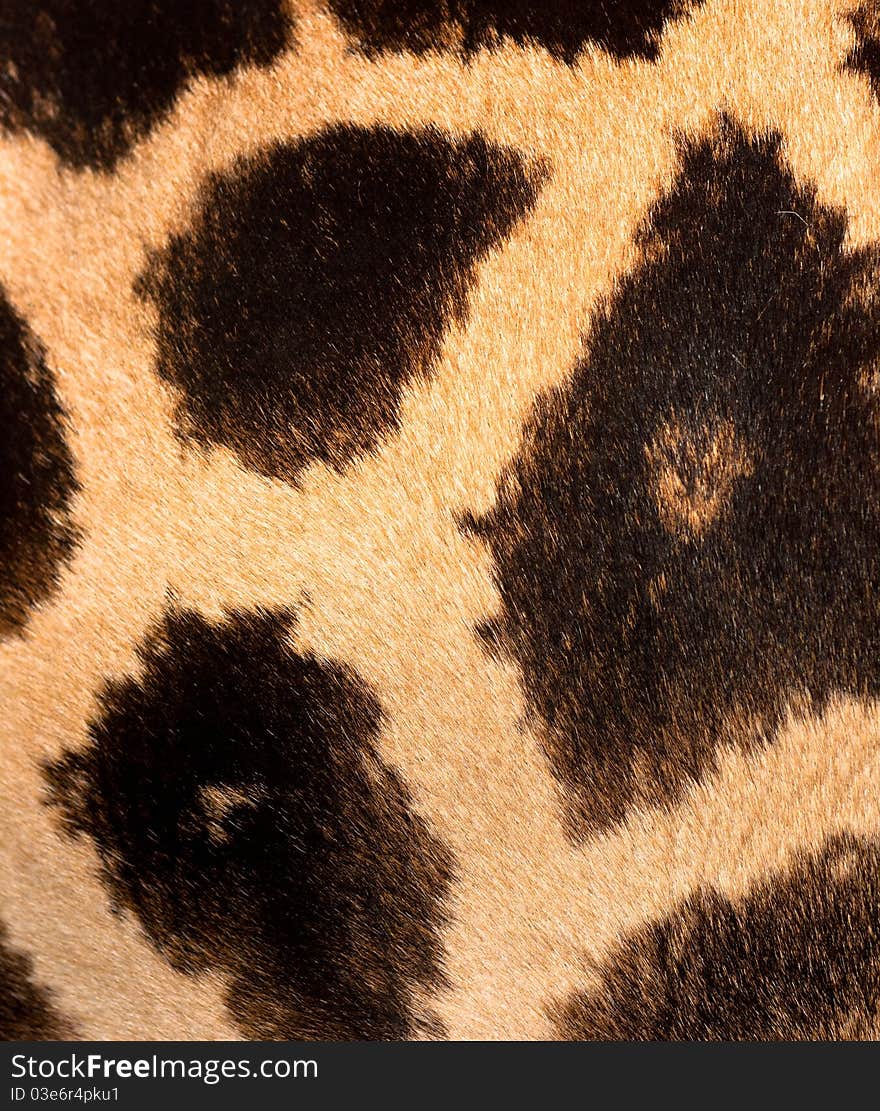 Authentic animal wool texture background