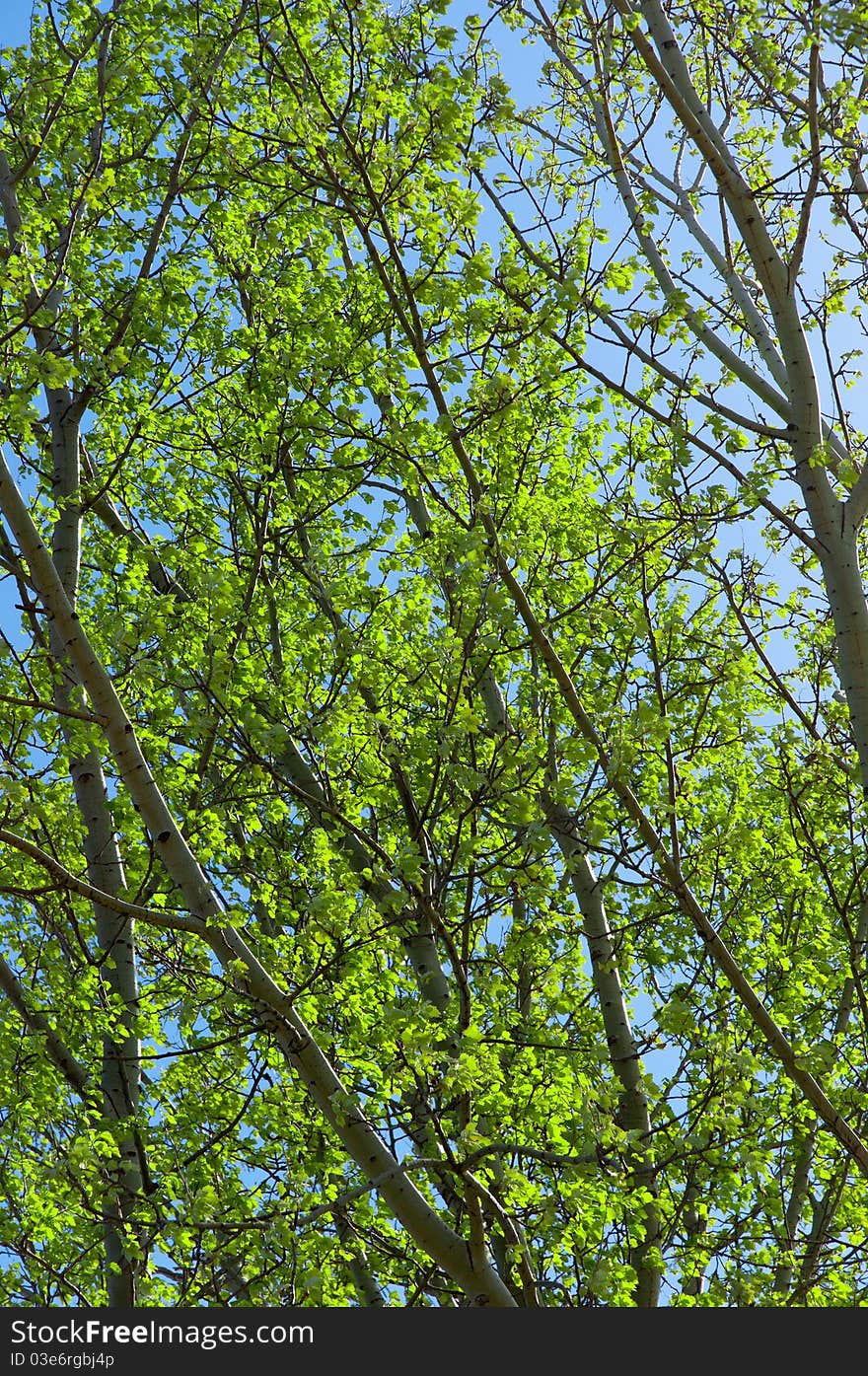 Fresh green leaves against blue sky