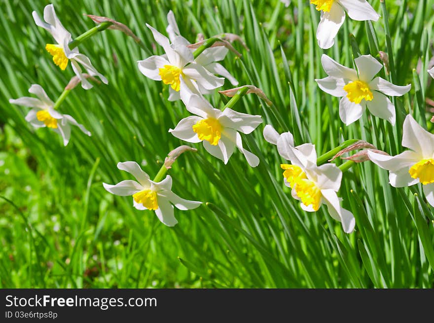 Beautiful white flowers on green background. Narcissus