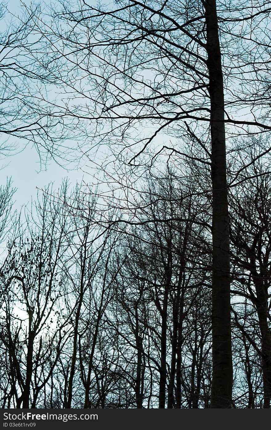 Scenery of a forest at winter