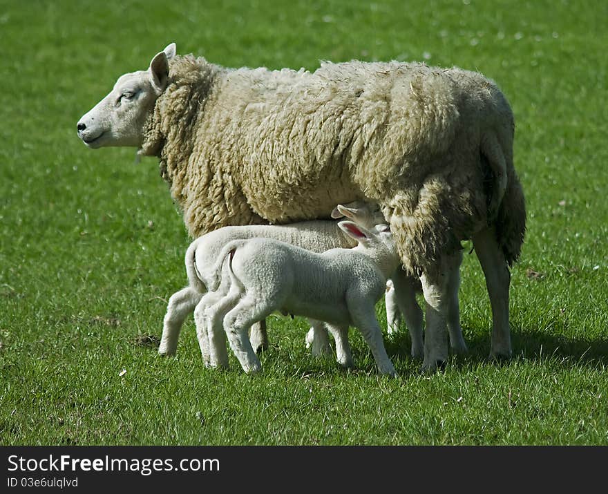 Sheep with lambs in the netherlands