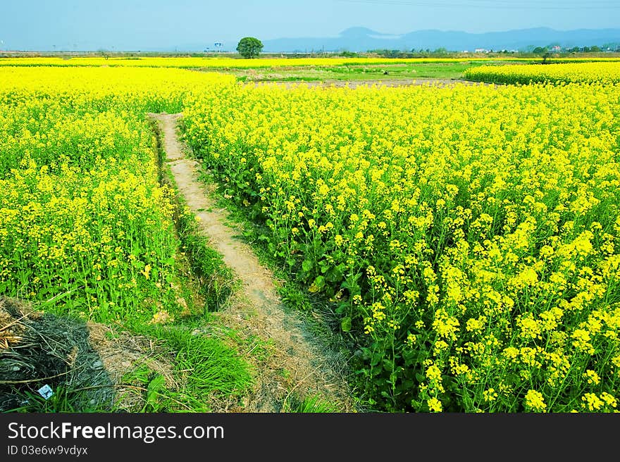 Spring is coming, the fields are full of cole flowers. Photo taken in March 2011