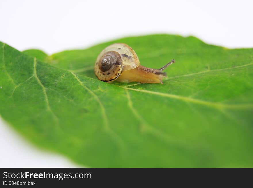 Snail On Leaf