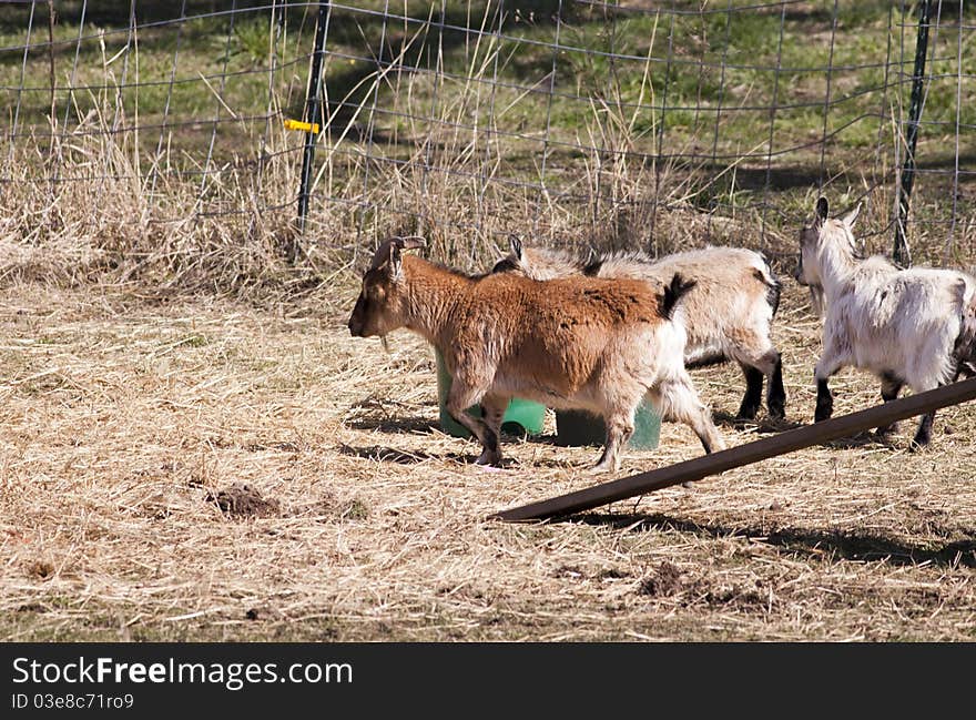 A small herd of billy goats wander around in their enclosure. A small herd of billy goats wander around in their enclosure.