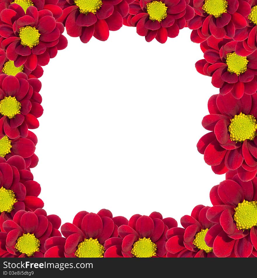 Red chrysanthemum forming a border around a white background