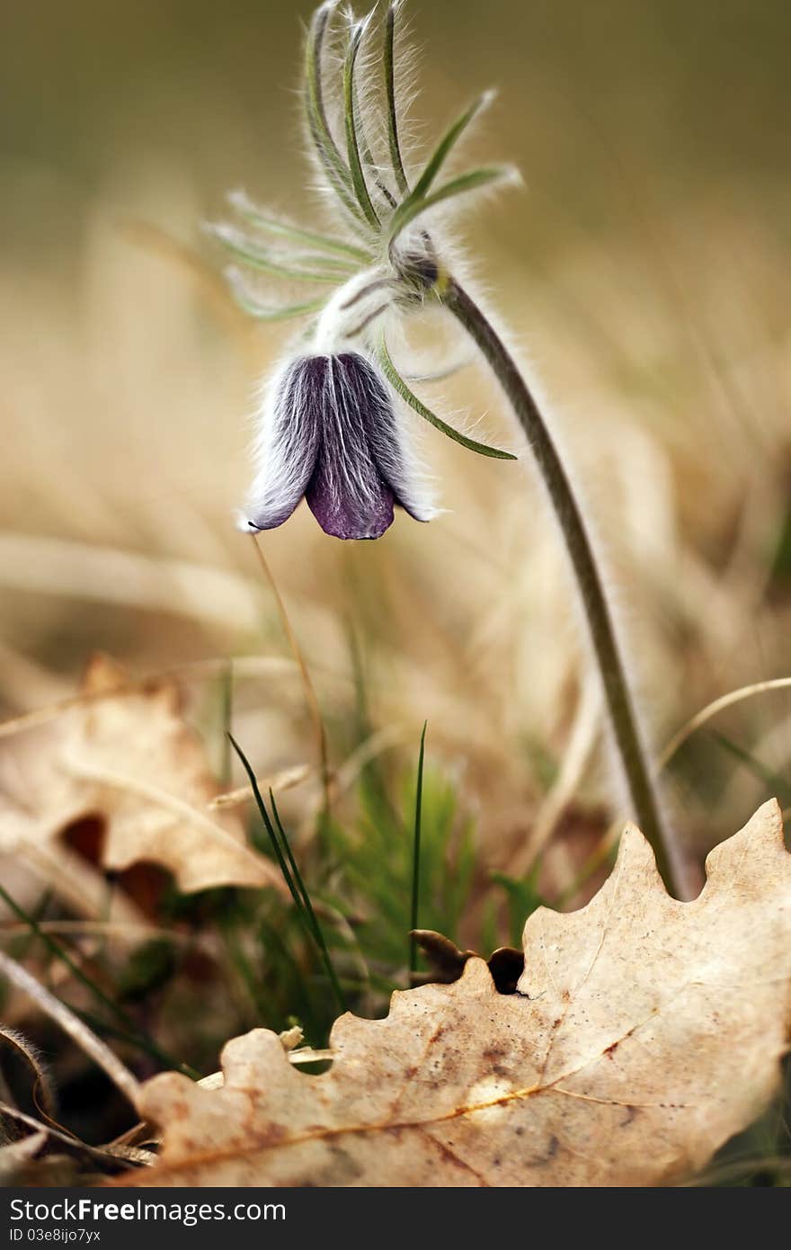 Black Pulsatilla - beautiful spring flower