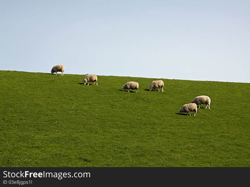 Sheep eating grass with green and blue background