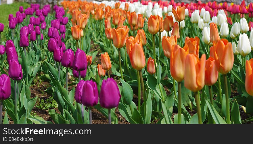 Red, white, orange and purple tulips. Red, white, orange and purple tulips.