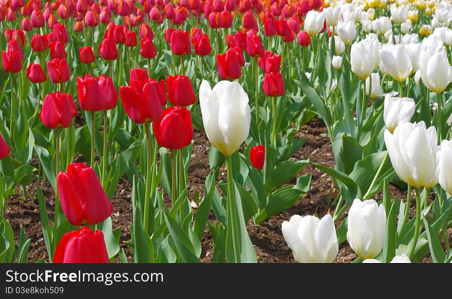 Red and white tulips in a garden