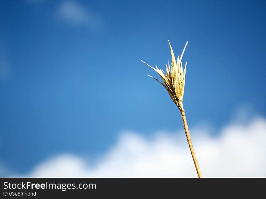 Ear of wheat against the sky