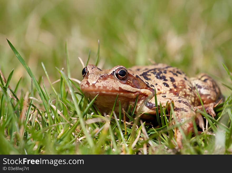 Brown Frog Rana Temporaria