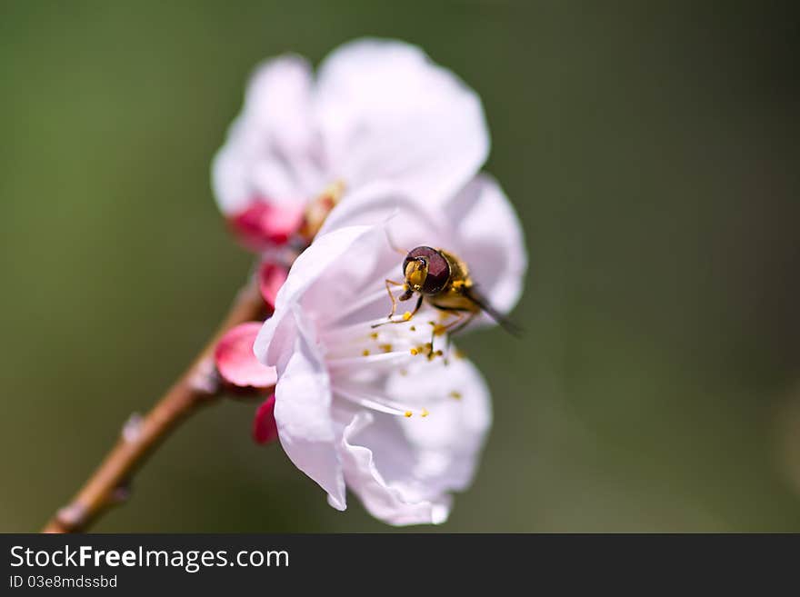 Honey bee on cherry blossom