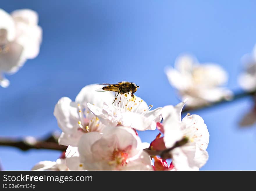 Honey bee on cherry blossom