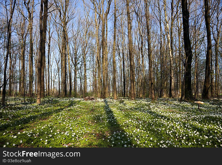 Anemone Flower sea in forest at springtime