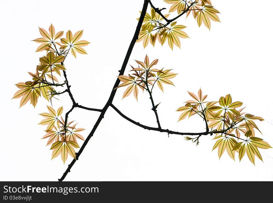 Ceiba tree leaf on white background. Ceiba tree leaf on white background.