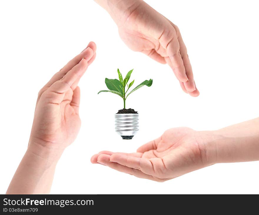 Female hands protecting a small seedling plant in a light bulb base