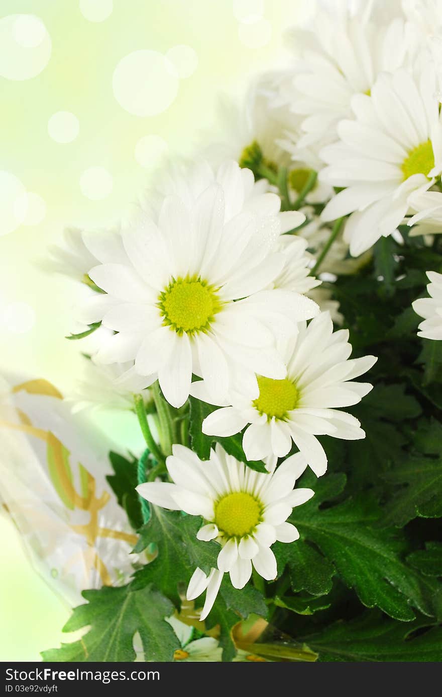 Floral White Flower daisy on the abstract background. Floral White Flower daisy on the abstract background.