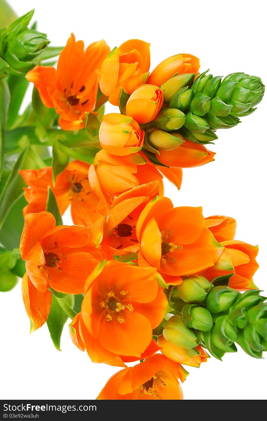 Spring orange flowers closeup isolated on the white background. Spring orange flowers closeup isolated on the white background.