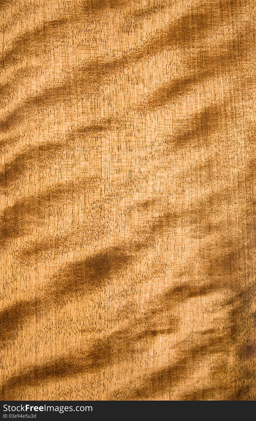 Surface of wavy maple textured. Surface of wavy maple textured