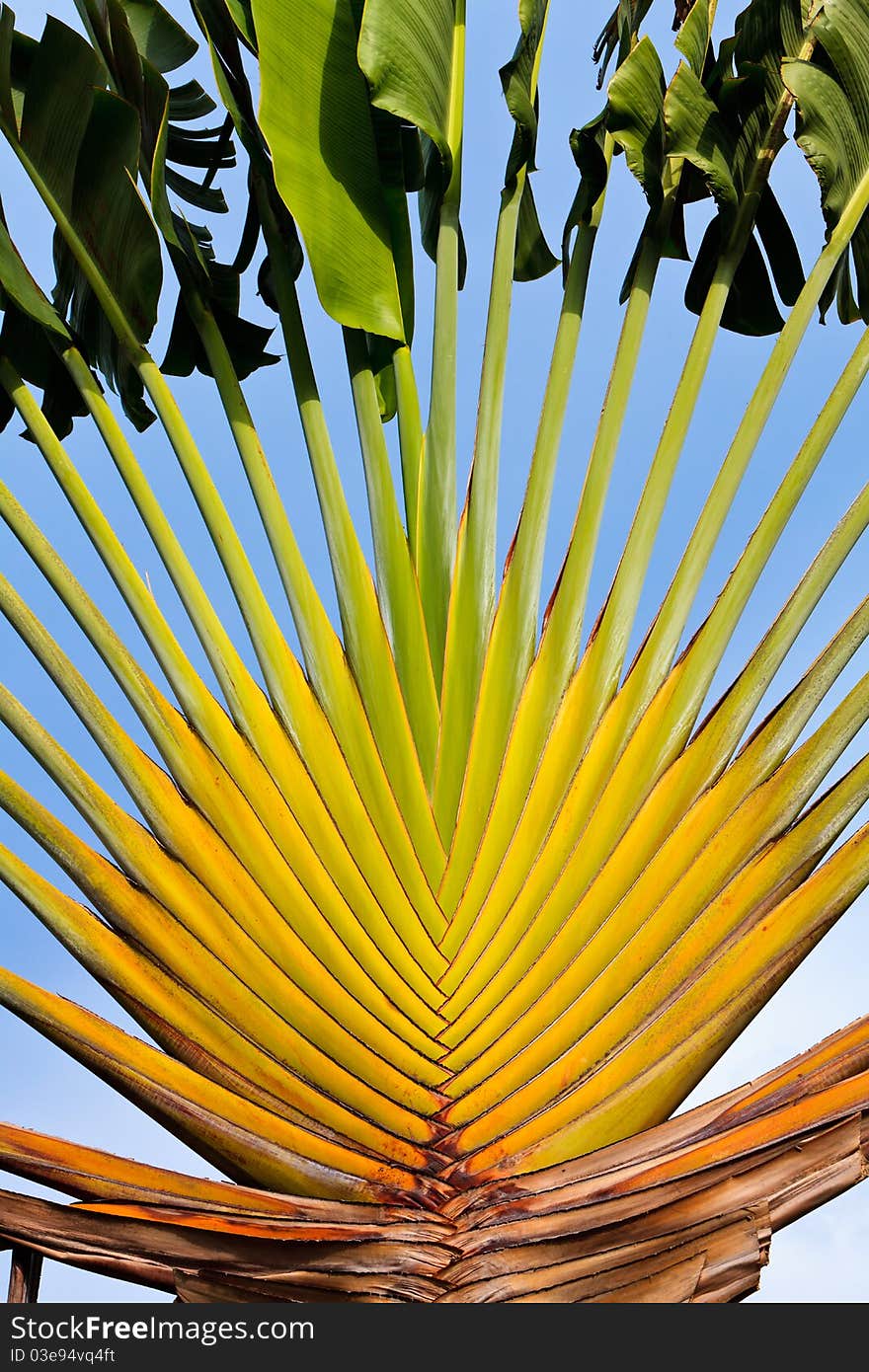 Tropical palm tree against a blue sky