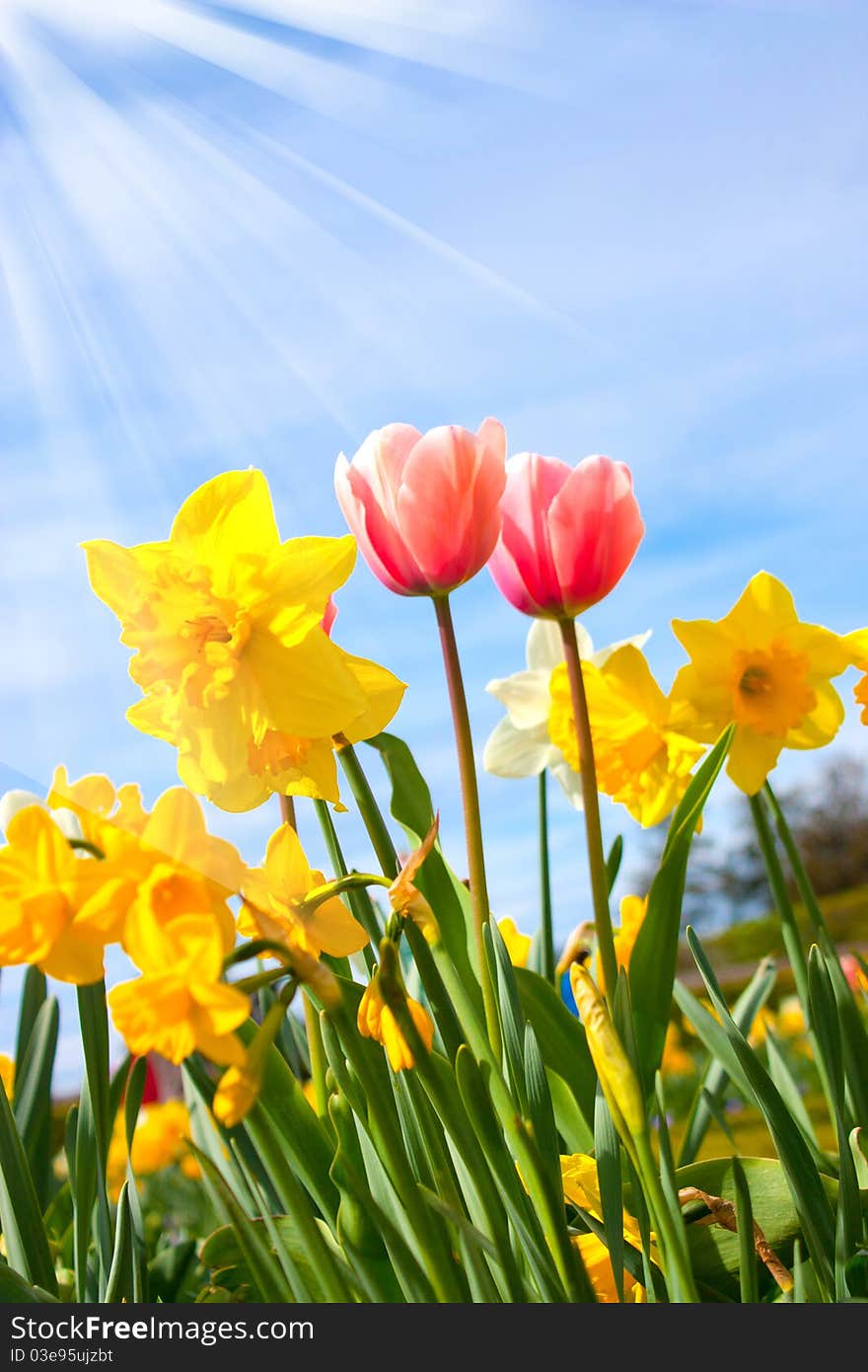 Nice blossom of orange tulips in a garden. Nice blossom of orange tulips in a garden