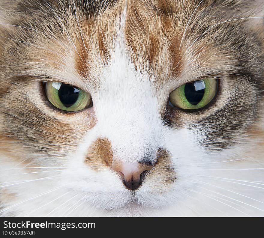 Close up portrait of a green eyed cat. Close up portrait of a green eyed cat