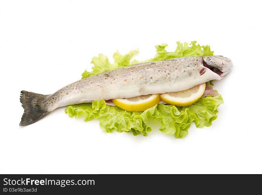 Wild trout caught in natural river, isolated on white background