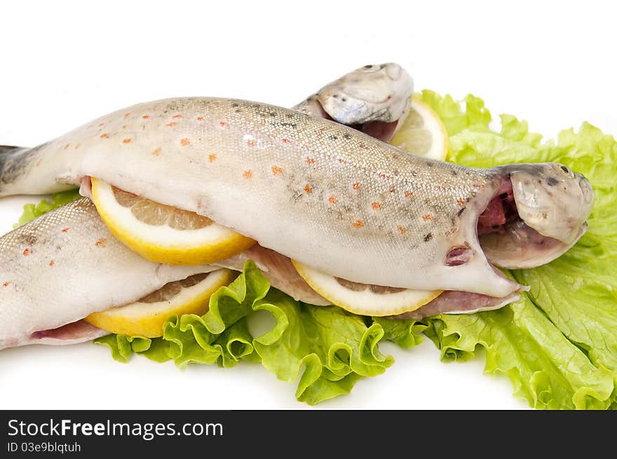 Wild trout caught in natural river, isolated on white background. Wild trout caught in natural river, isolated on white background