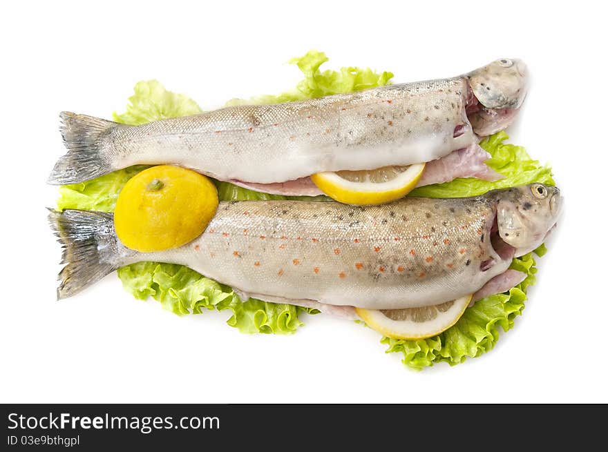 Wild trout caught in natural river, isolated on white background. Wild trout caught in natural river, isolated on white background