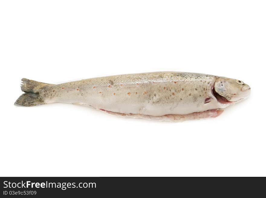 Trout isolated on white background