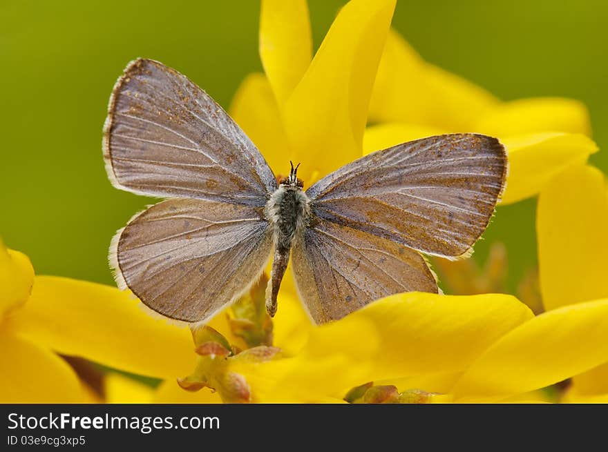 Macro of a butterfly. photography held in spring in a natural field